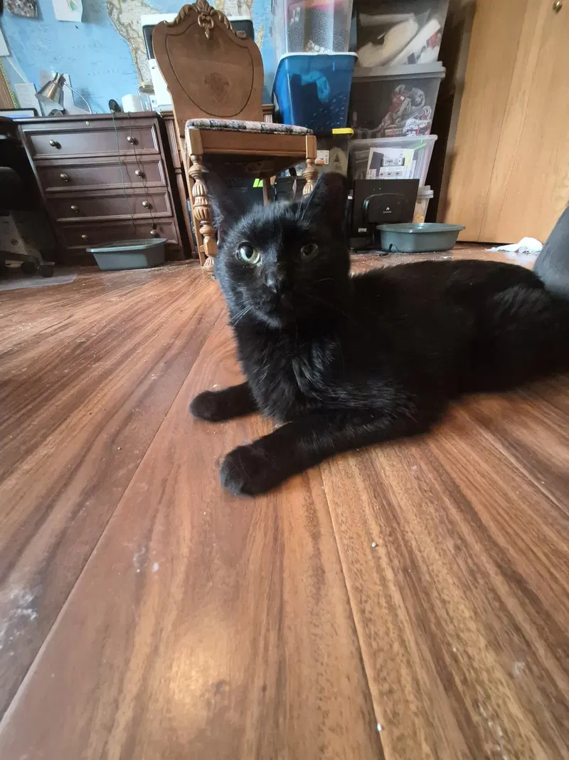 Bitty, an adult male cat up for adoption