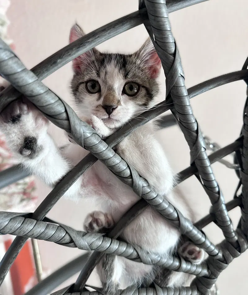 Domino, photo 2