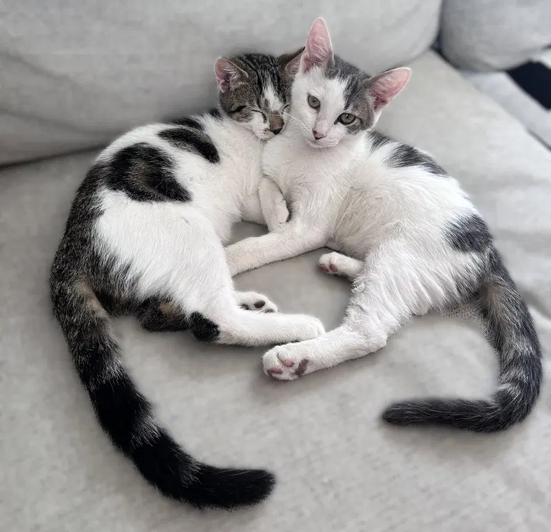 Domino, photo 3