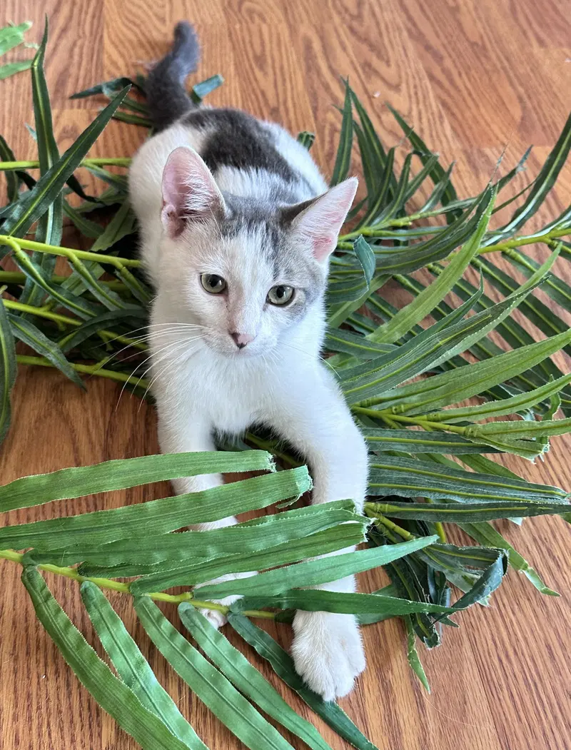 Inky, a male Tabby kitten up for adoption