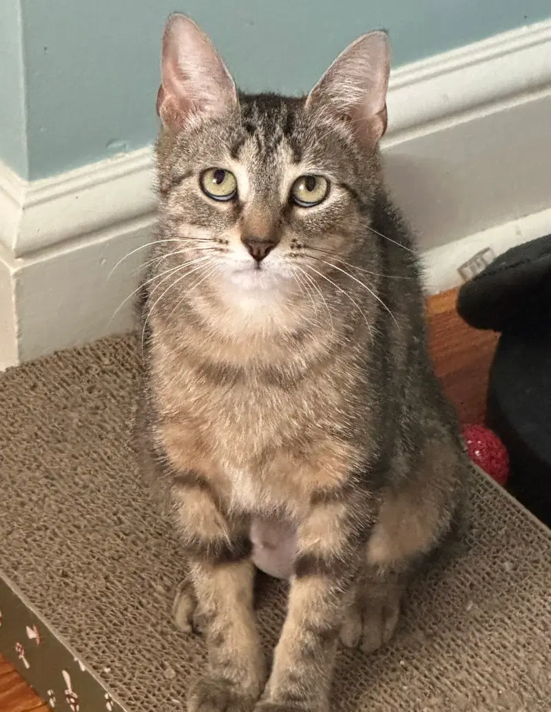 Eloise, an adult female cat up for adoption