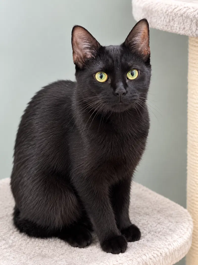 Emi, a young female cat up for adoption