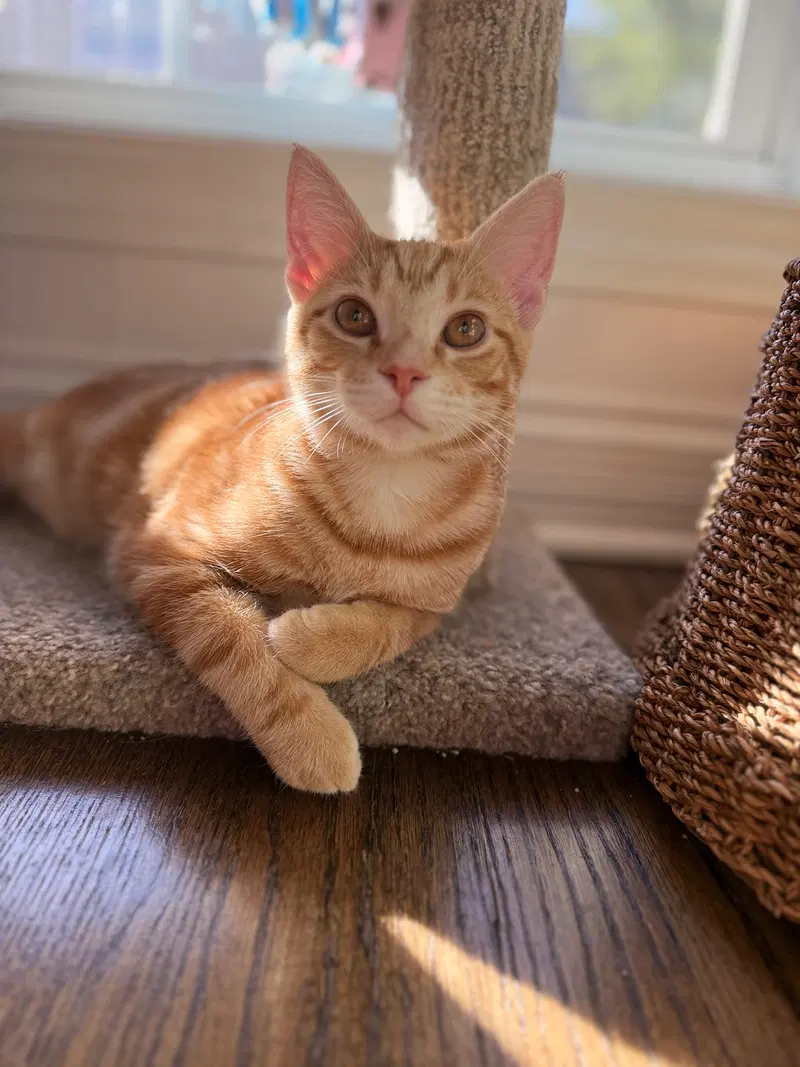 Biscuit, a male kitten up for adoption