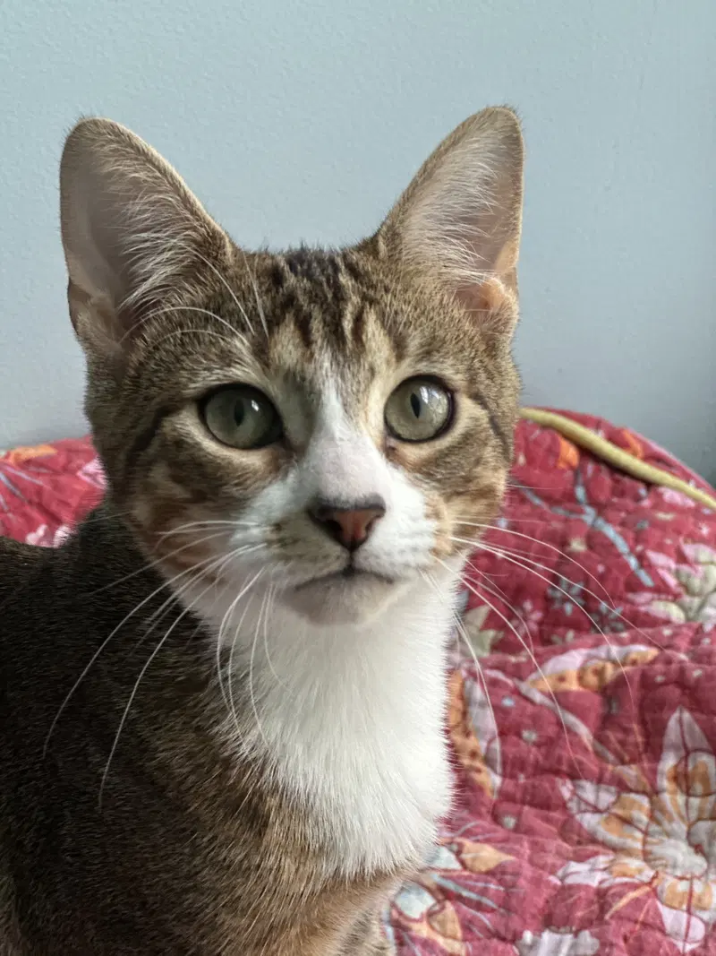 Eden, a young female cat up for adoption