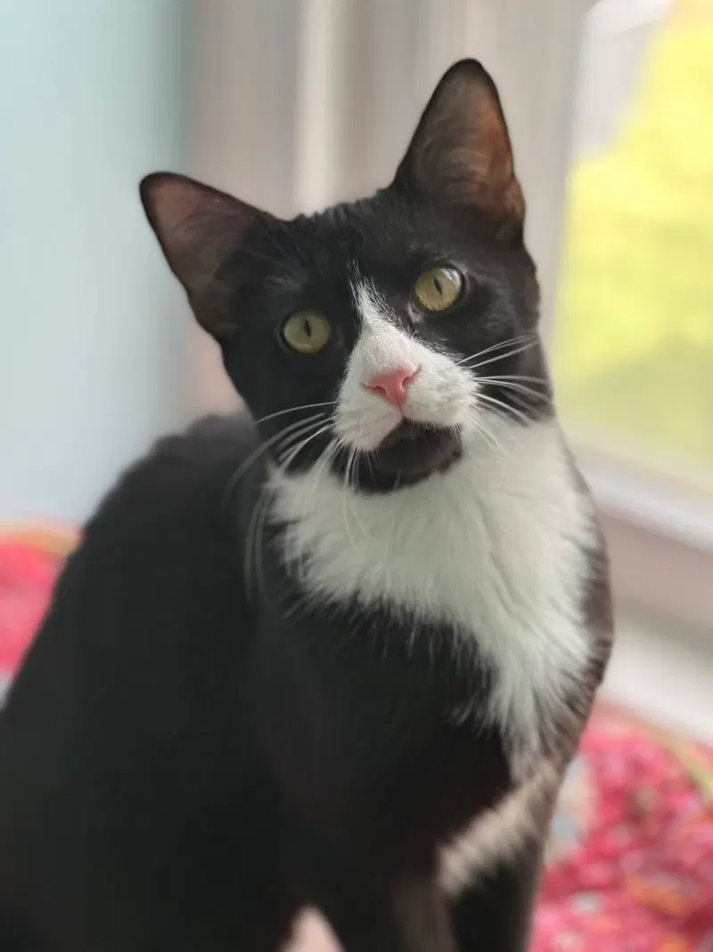 Emmett, a young male cat up for adoption