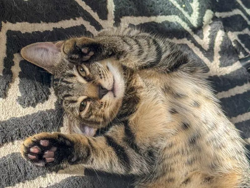 Linguine, a female Tabby kitten up for adoption