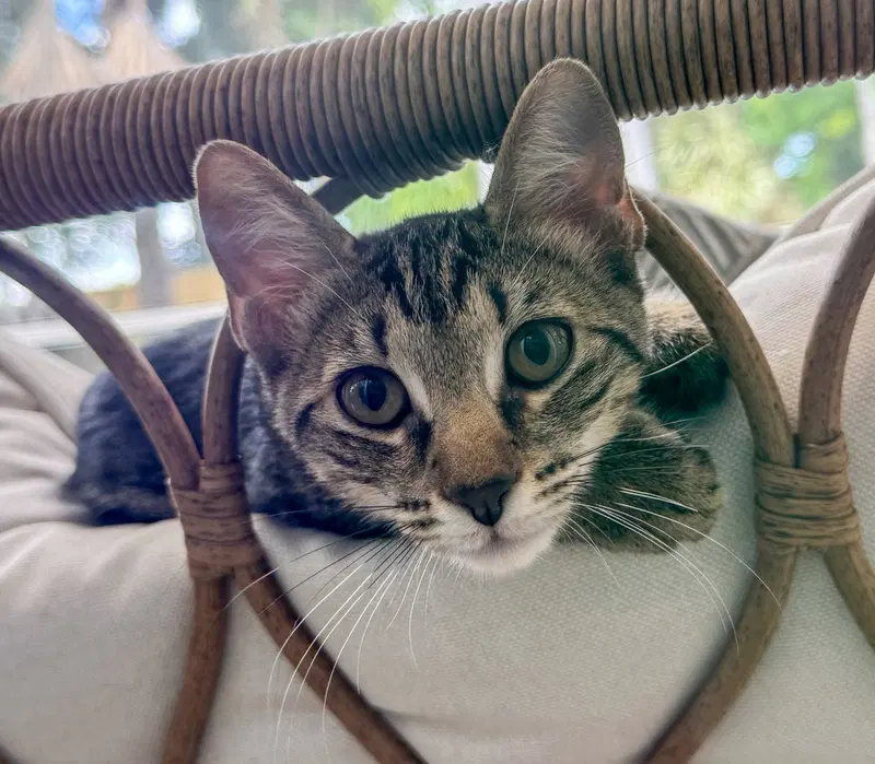 Spaghetti, a female Tabby kitten up for adoption