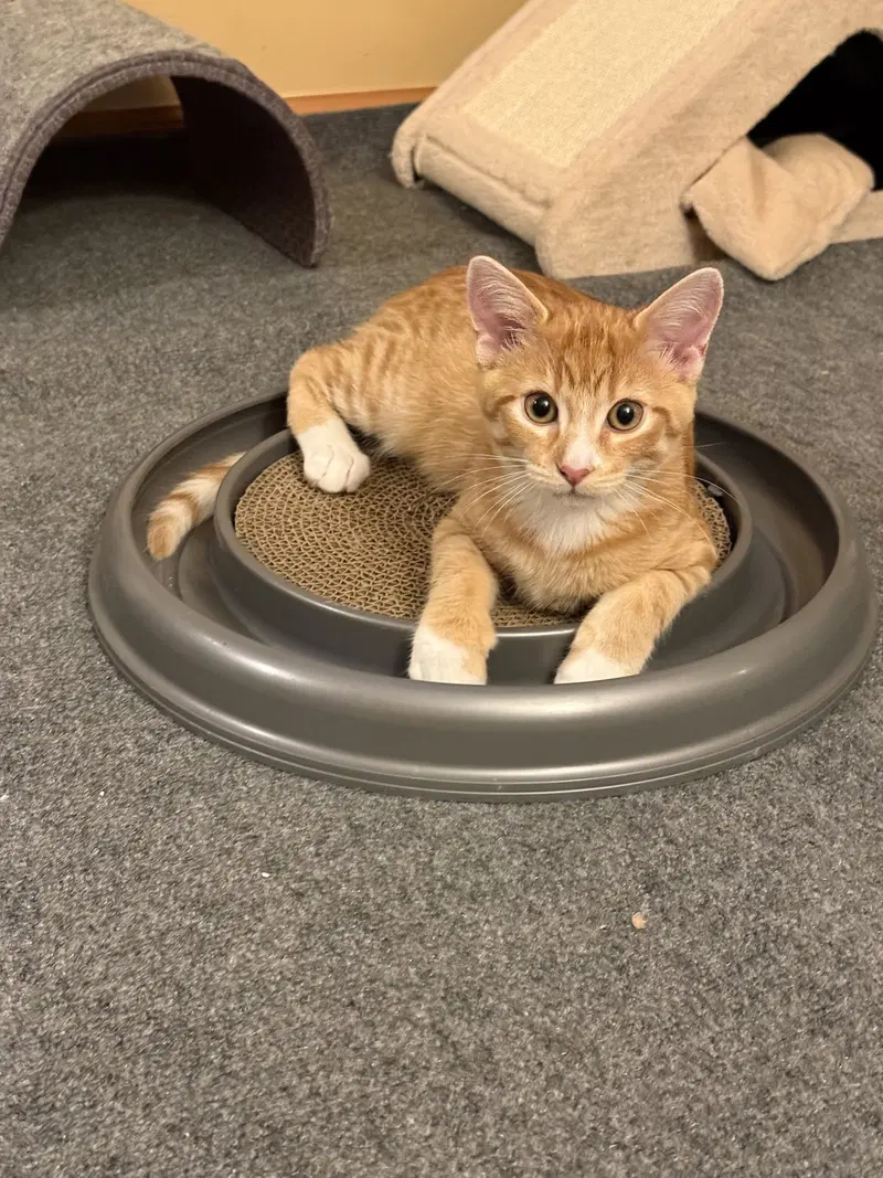 Ziggy, a male kitten up for adoption