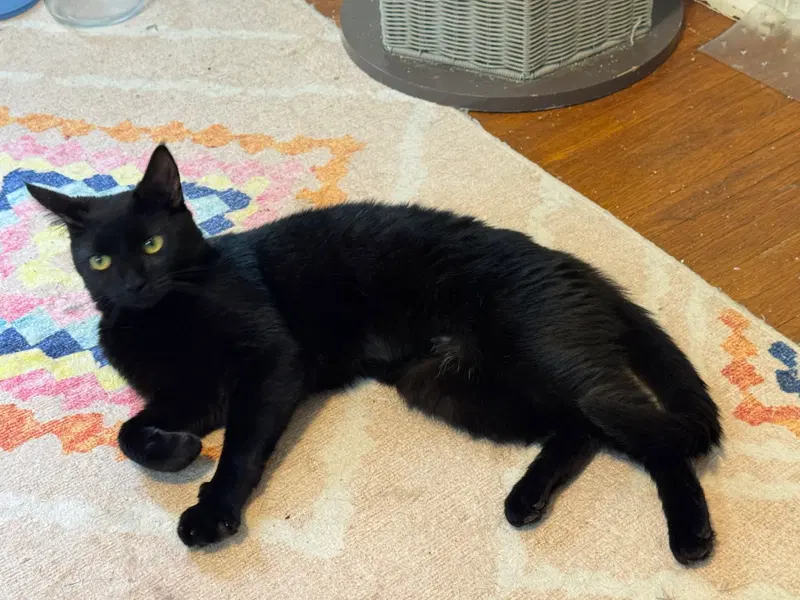 Violet, an adult female cat up for adoption