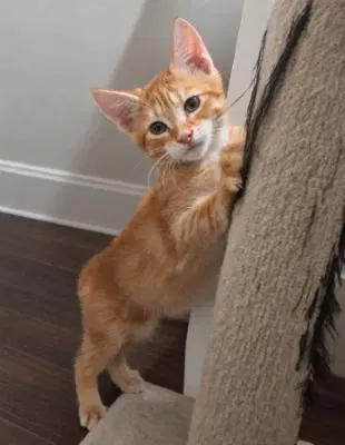 Kitten, a male kitten up for adoption