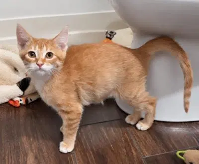 Kitten, photo 2