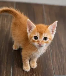 Kitten, photo 3