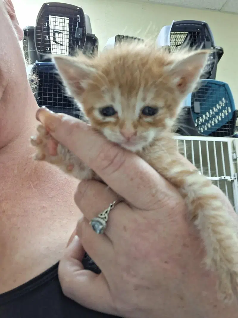 Kitten, photo 4