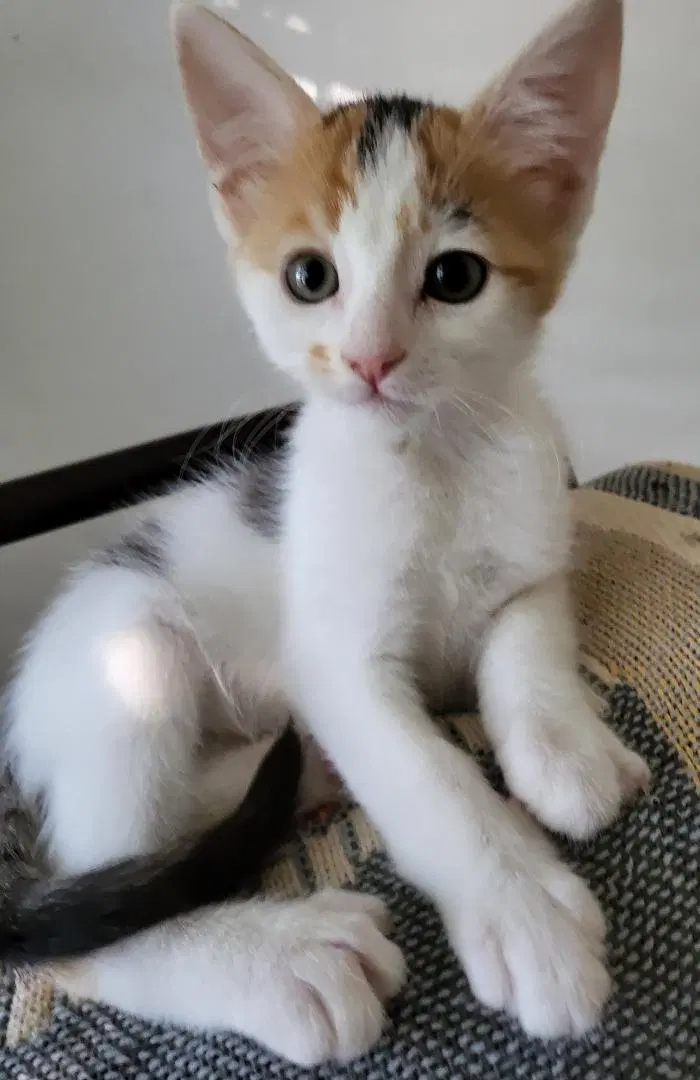 Betty Lou, a female Calico kitten up for adoption