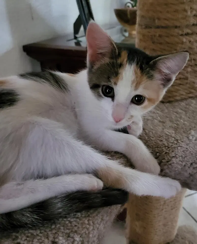 Bunny, a female Calico kitten up for adoption