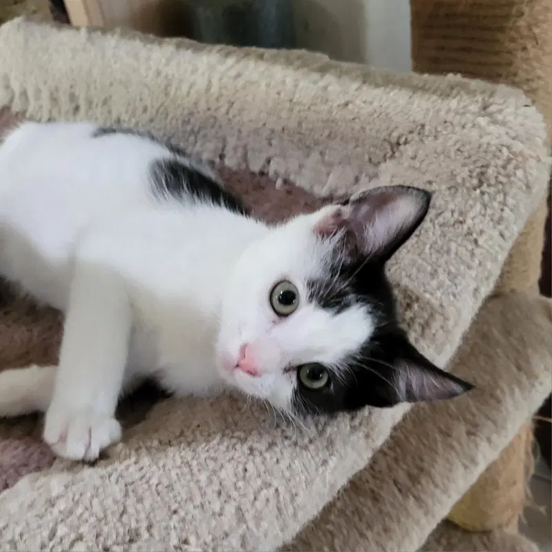 Becky, a female kitten up for adoption
