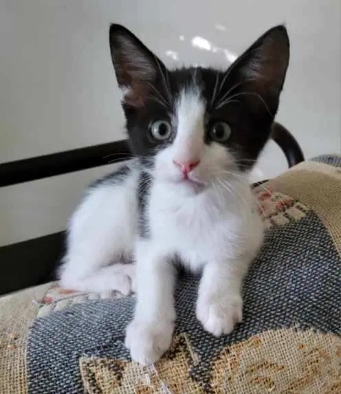 Benji, a male kitten up for adoption