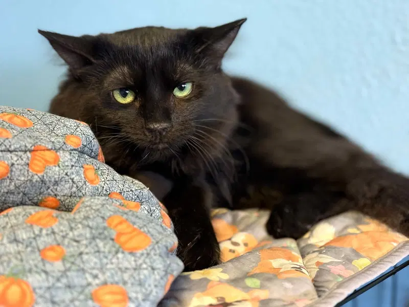 Boo, a young male cat up for adoption