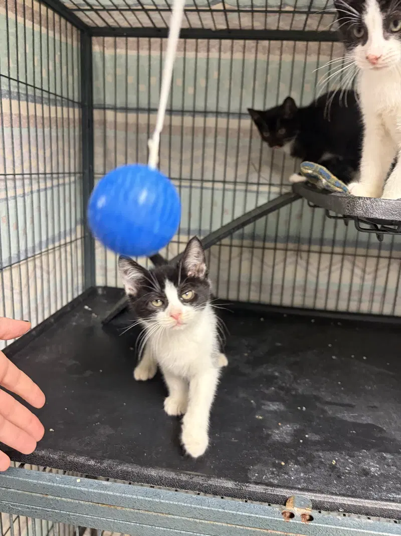 Edmund, a male kitten up for adoption