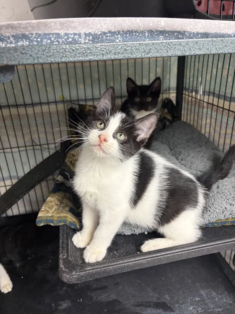 Peter, a male kitten up for adoption