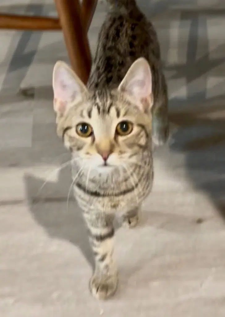 Eros, a male kitten up for adoption