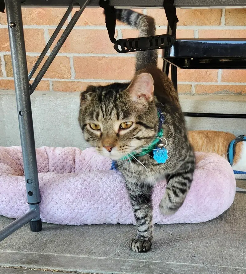 Masons, an adult male cat up for adoption