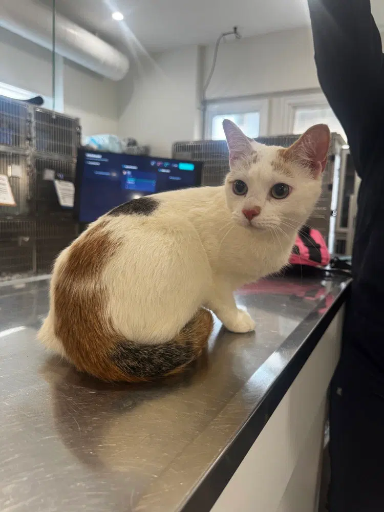 Tuna, a young female cat up for adoption