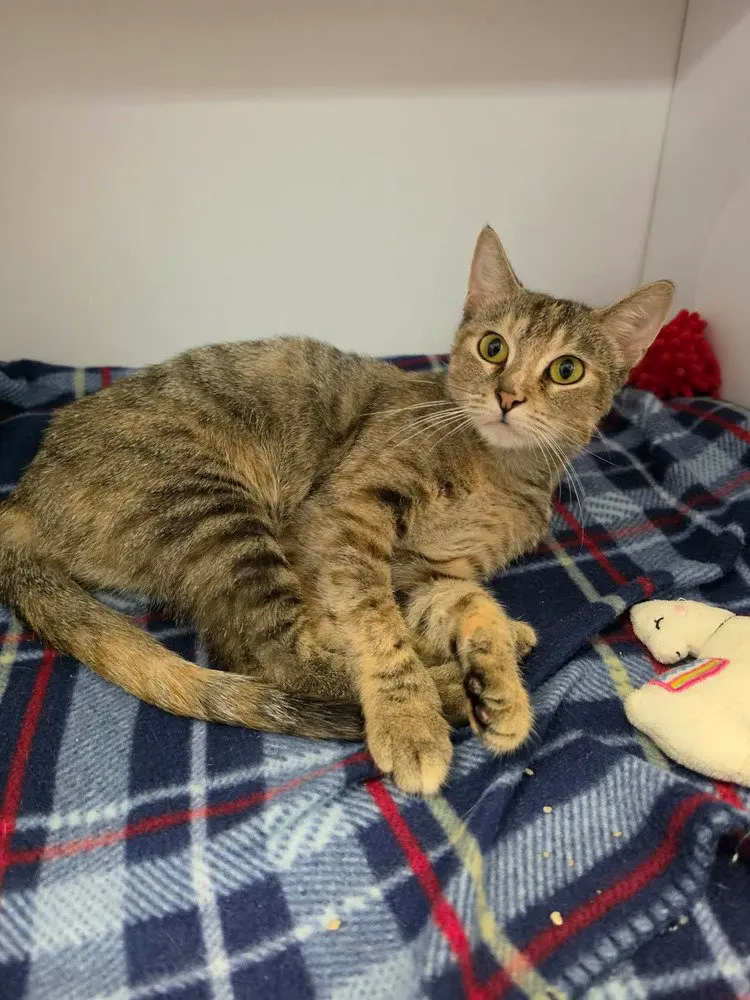 Missy, a young female cat up for adoption