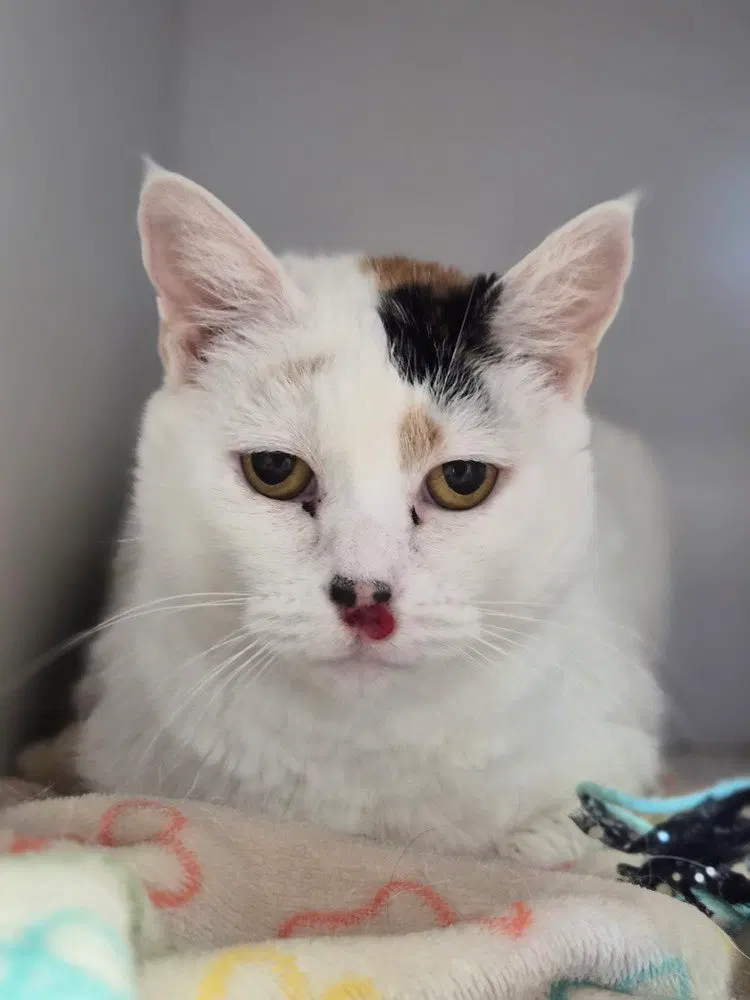 Kitty Kitty, an adult female cat up for adoption