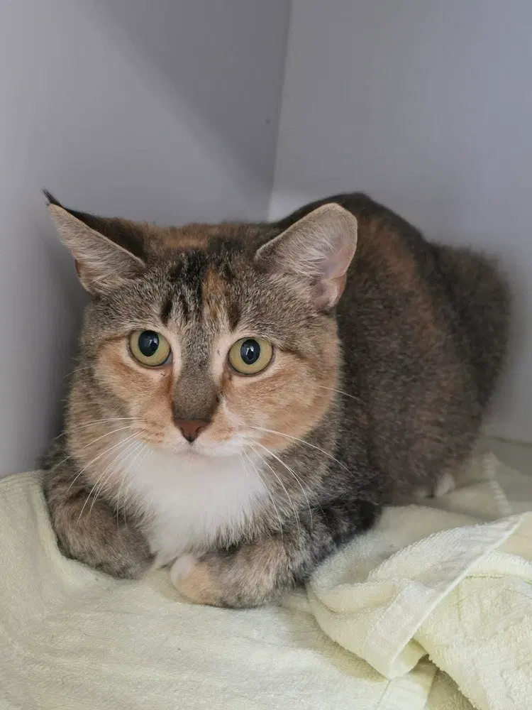 Opalina, an adult female cat up for adoption