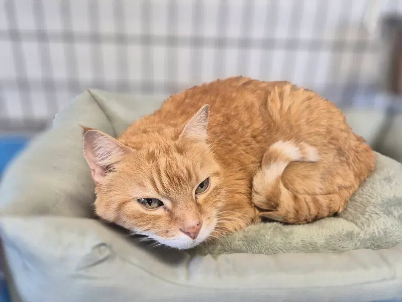 Kitty, a senior male cat up for adoption