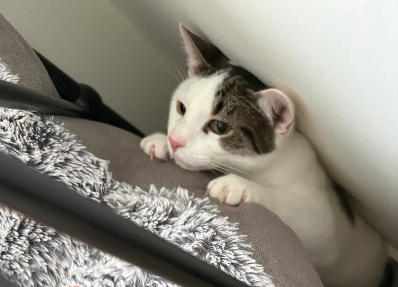 Dannie, a male kitten up for adoption