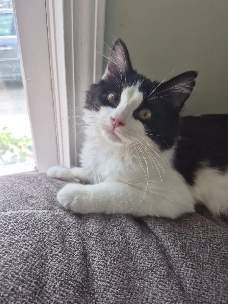 C338 Litter Ramsey, a male kitten up for adoption