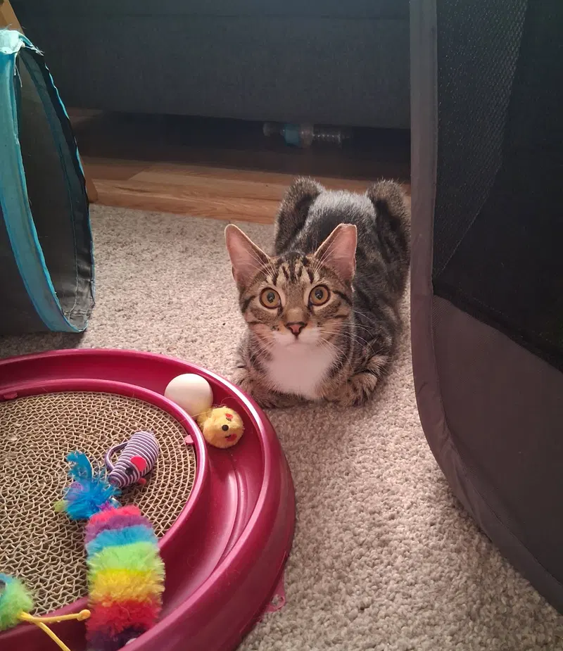 Clover w/Maizie Willow Grove Area, photo 4