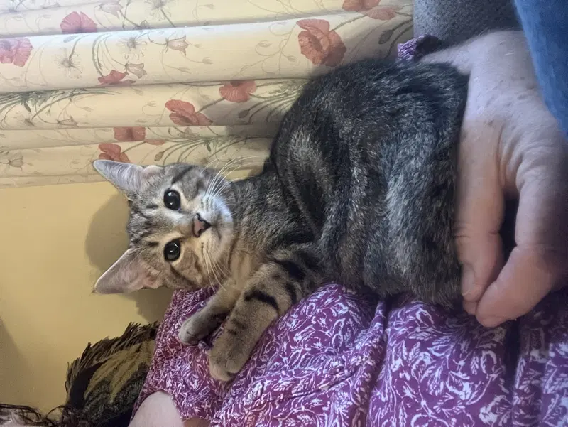 Shire, a male kitten up for adoption