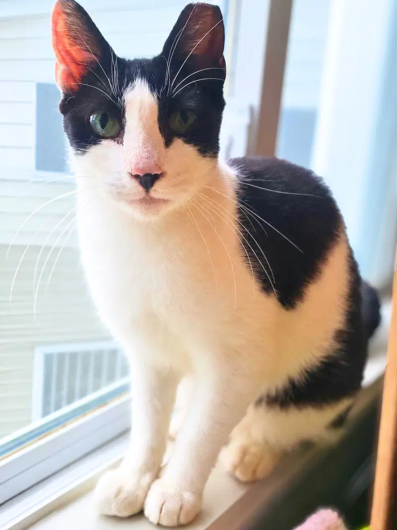 Brady, an adult male cat up for adoption