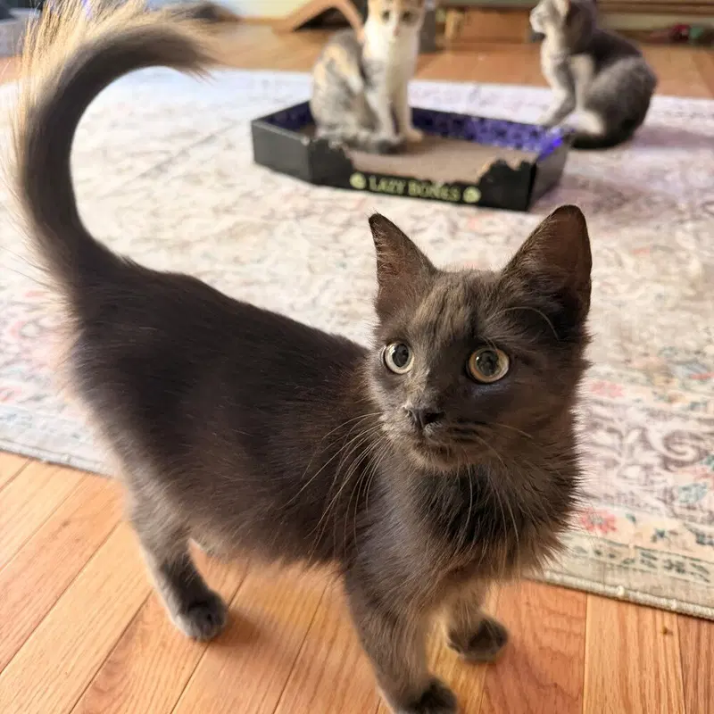 Pistachio, a male kitten up for adoption