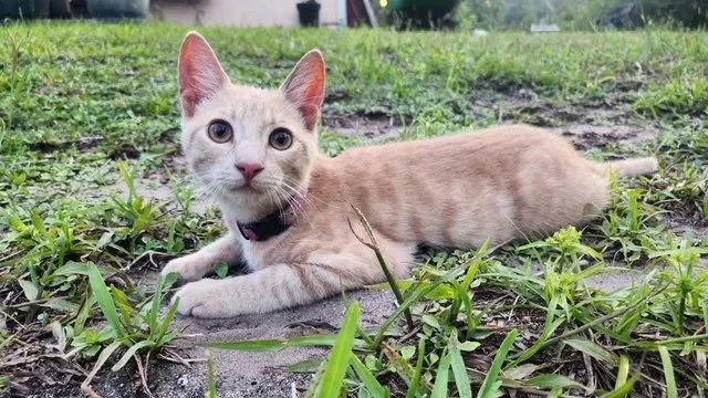 Pippin, a male kitten up for adoption