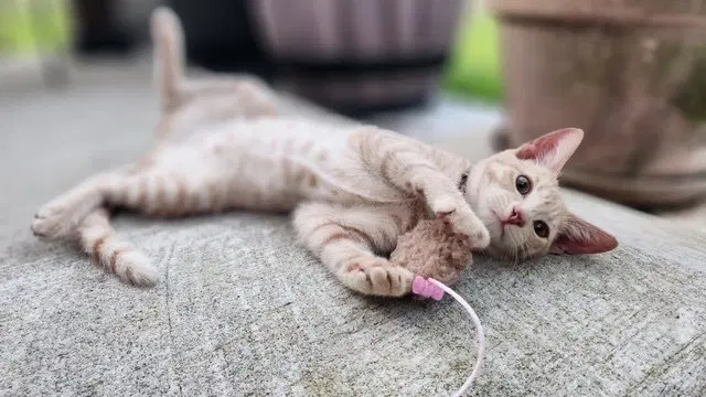 Tulip, a female kitten up for adoption