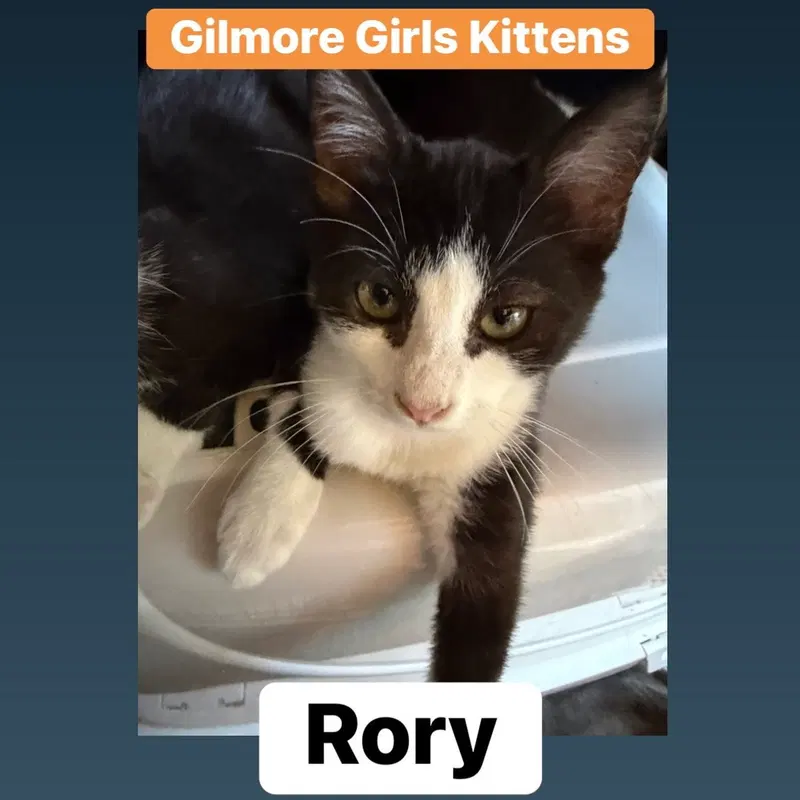 Rory L, a female kitten up for adoption