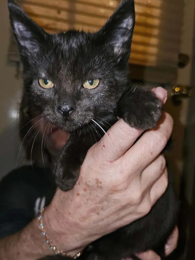 Ezio, a male kitten up for adoption