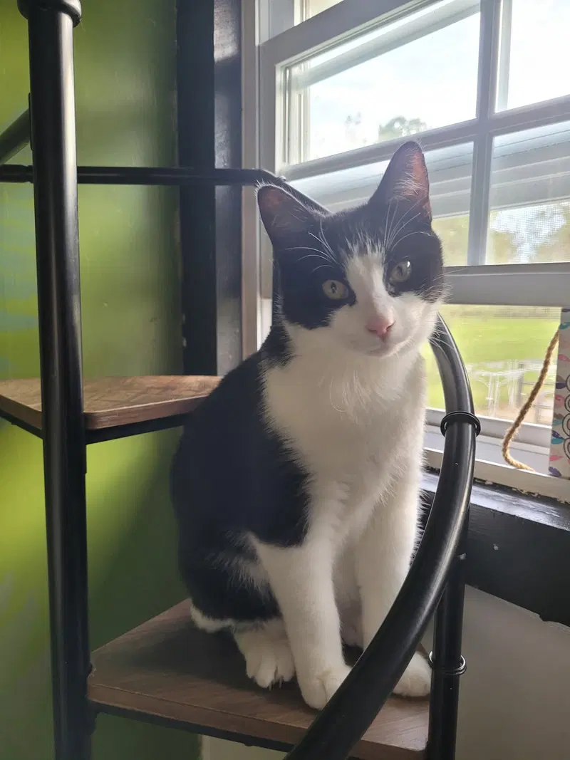 Dolly Boy, a male kitten up for adoption
