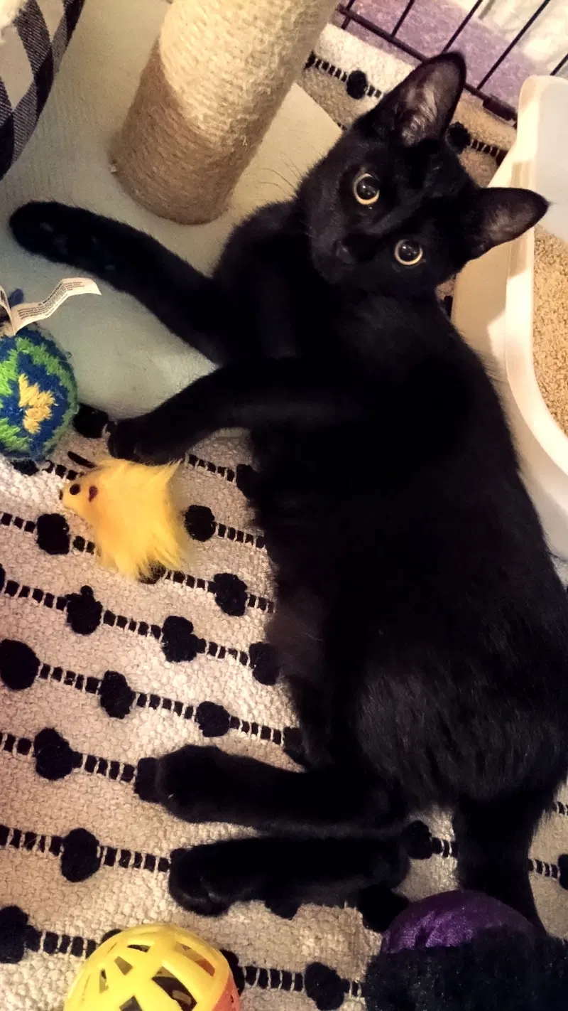 Kitten Cipher at Medina Petsmart, photo 4