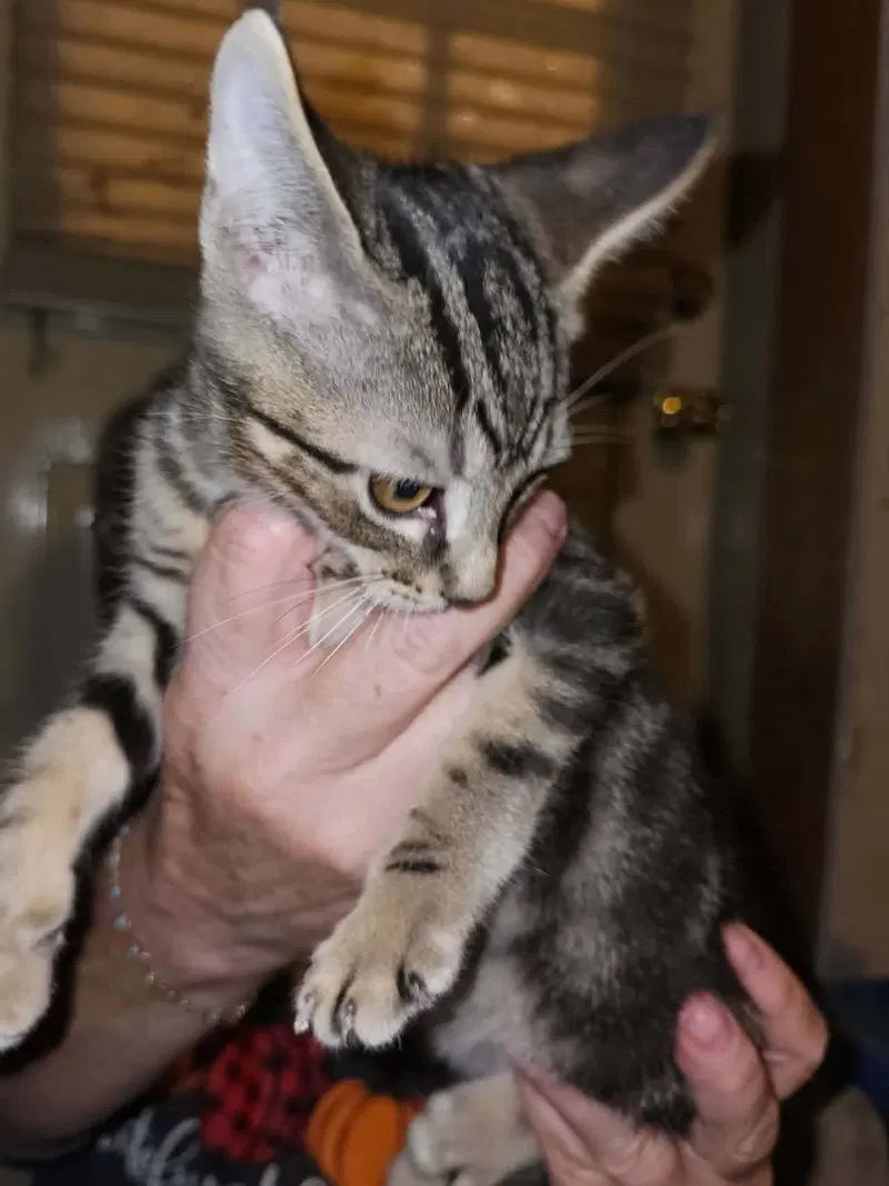 Elue, a male kitten up for adoption