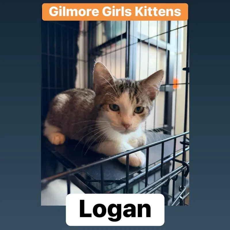 Logan, a male kitten up for adoption