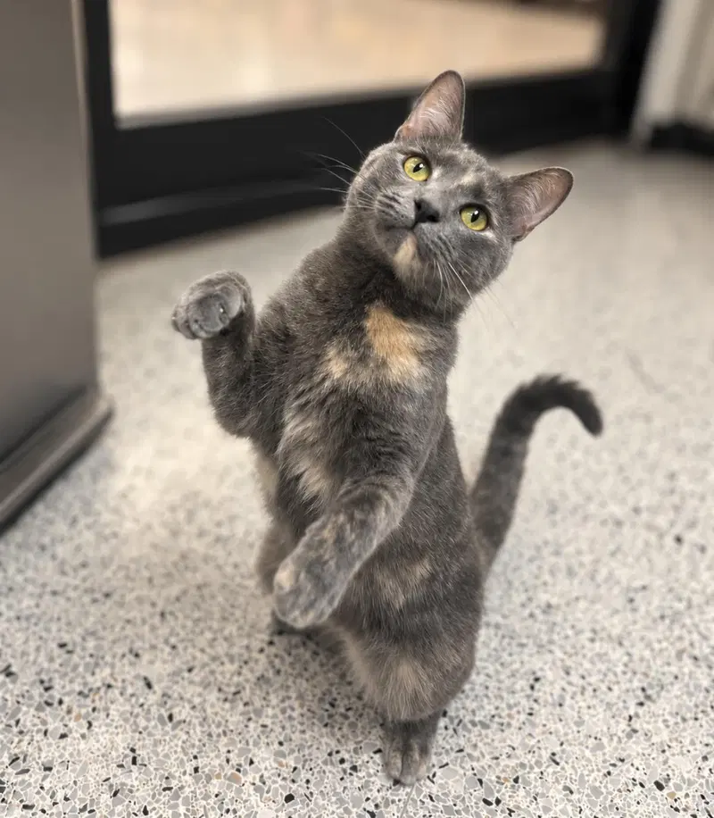 Morticia Bush, a young female cat up for adoption
