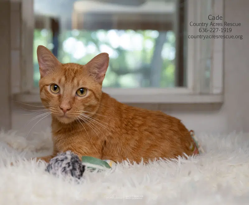 Cade, a young male cat up for adoption