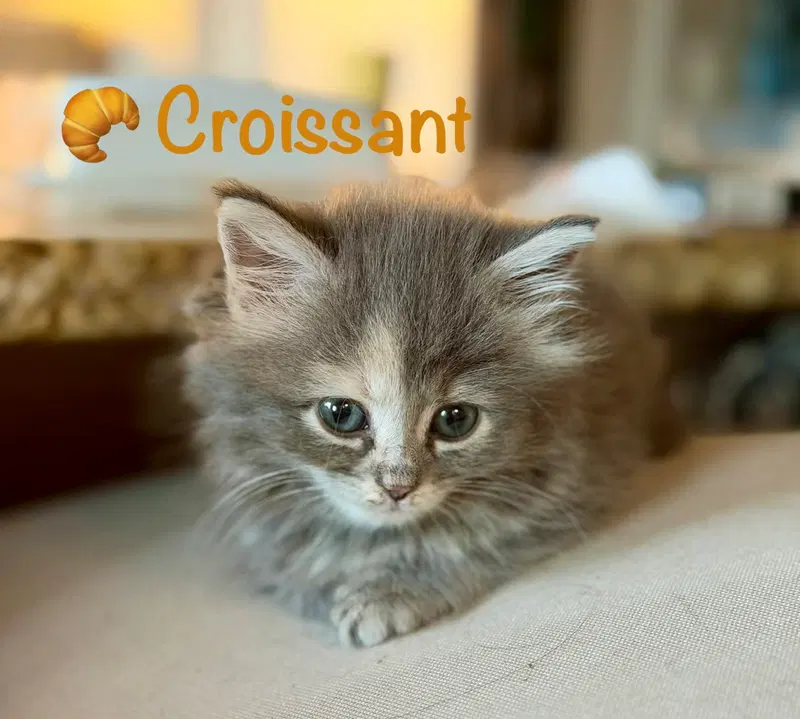 Croissant, photo 4