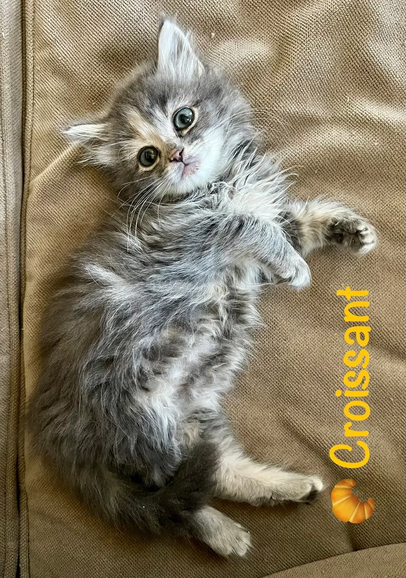 Croissant, photo 2