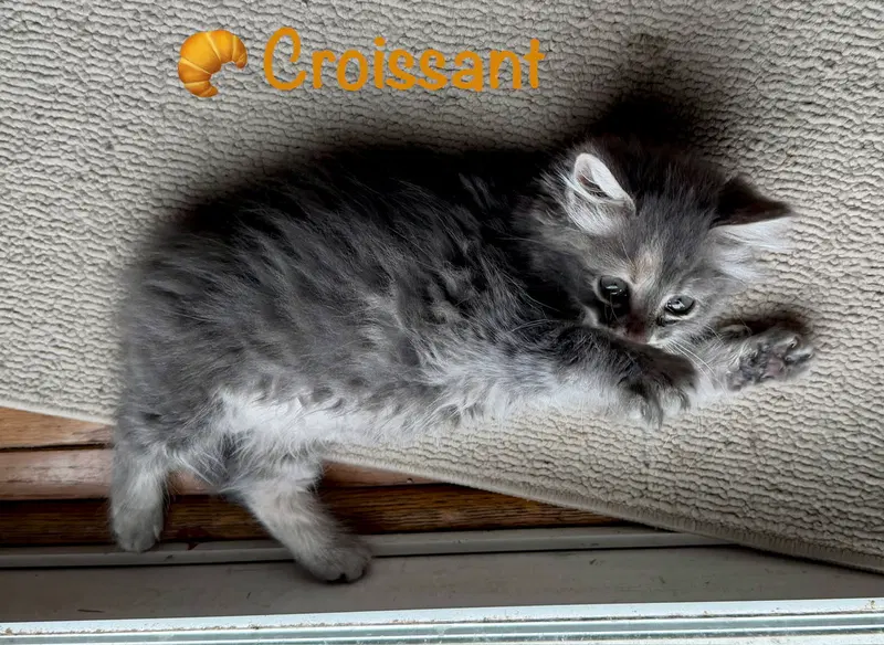 Croissant, photo 5